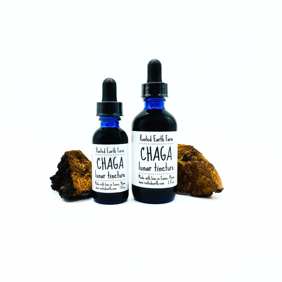 chaga mushroom extract supplement, maine chaga mushroom