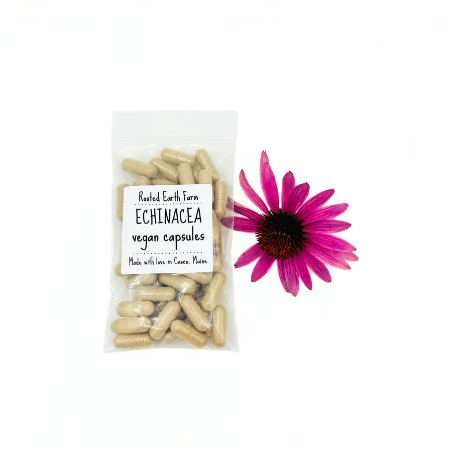 echinacea purpurea pills