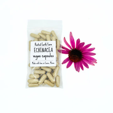 echinacea purpurea root capsules