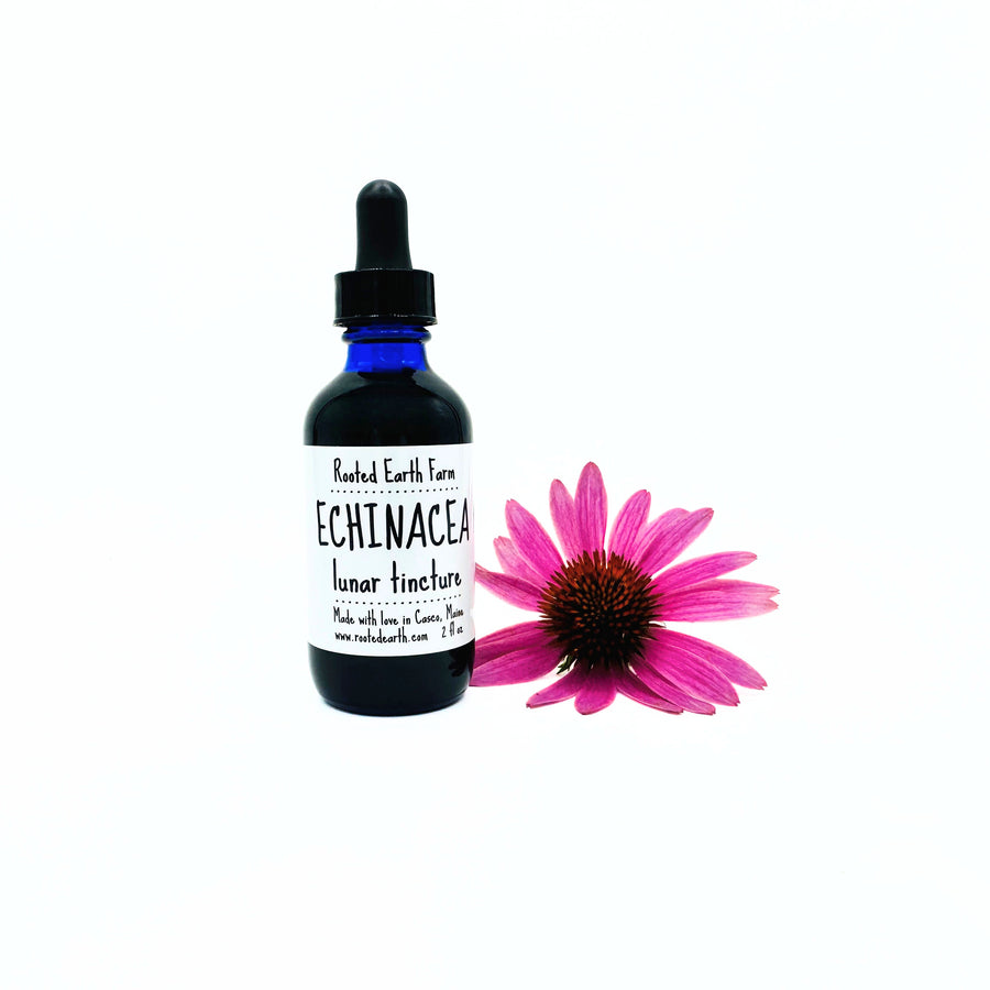echinacea purpurea root tincture