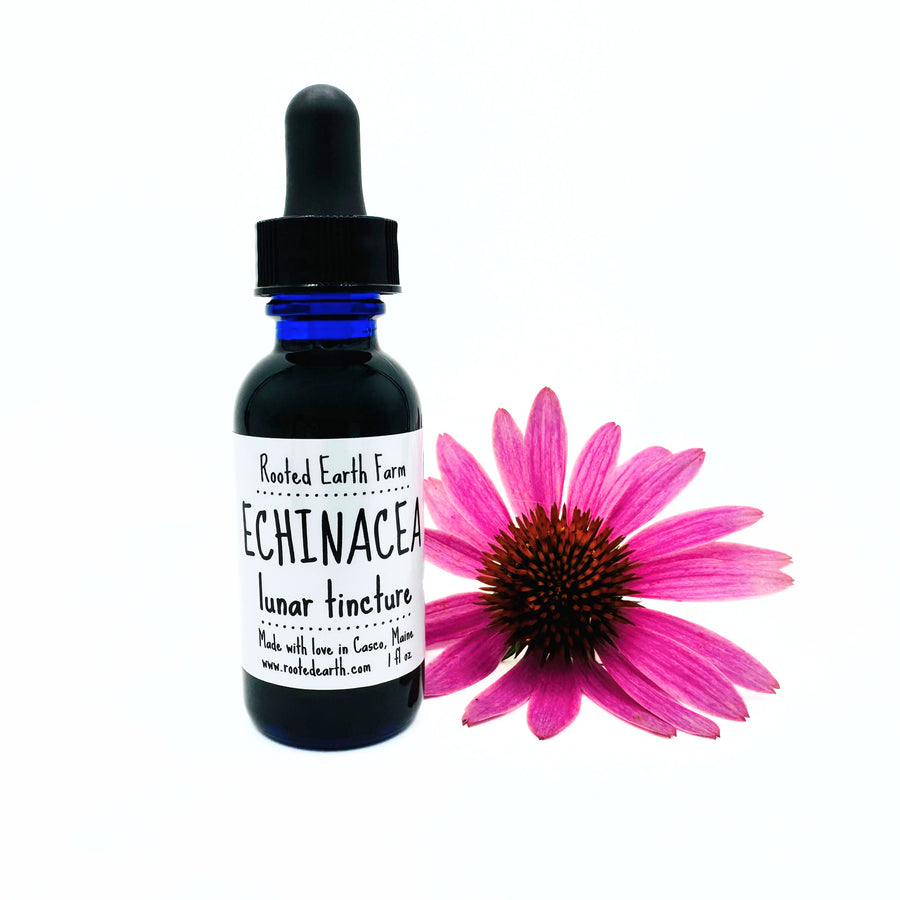 echinacea root extract
