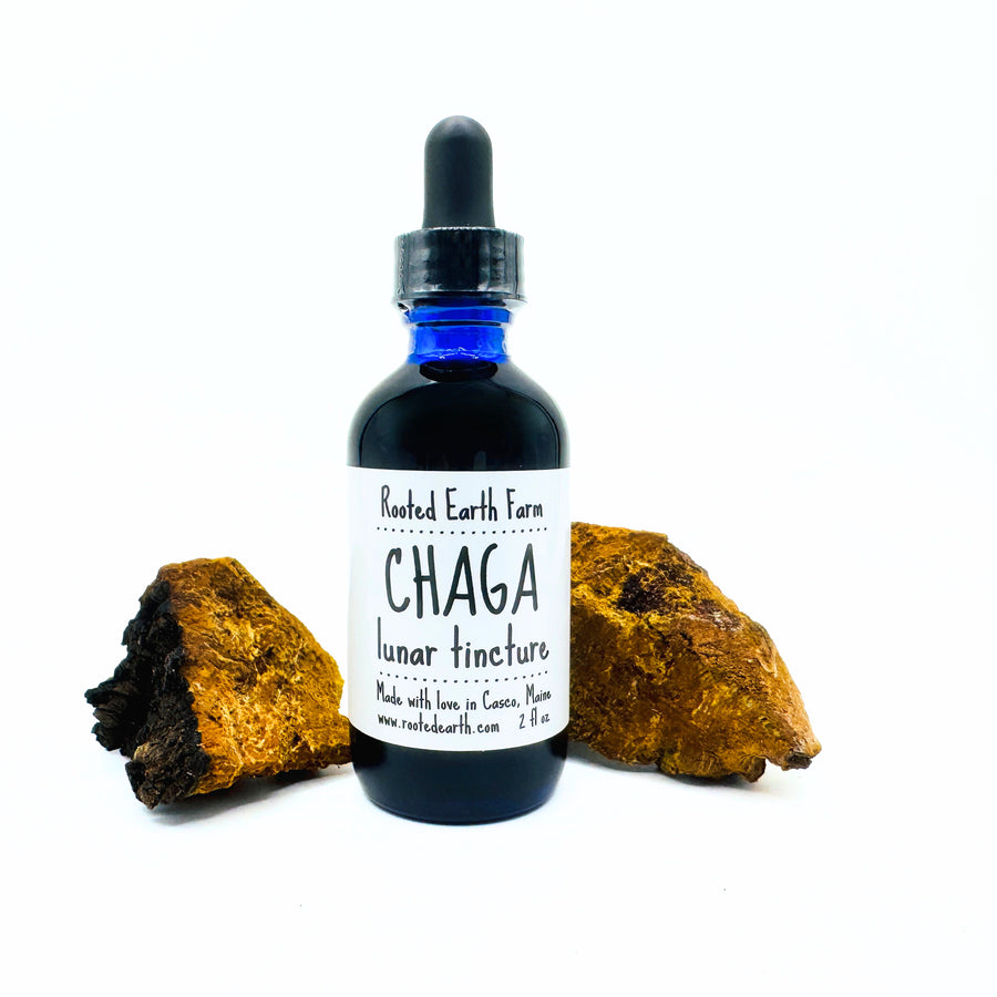 Maine Chaga Tincture