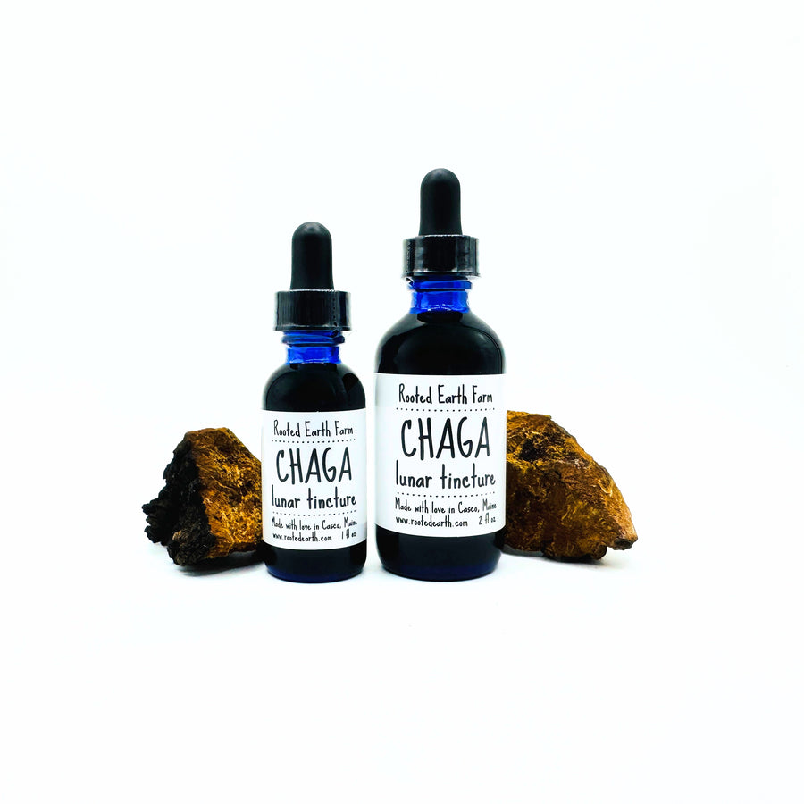 Maine Chaga Tincture