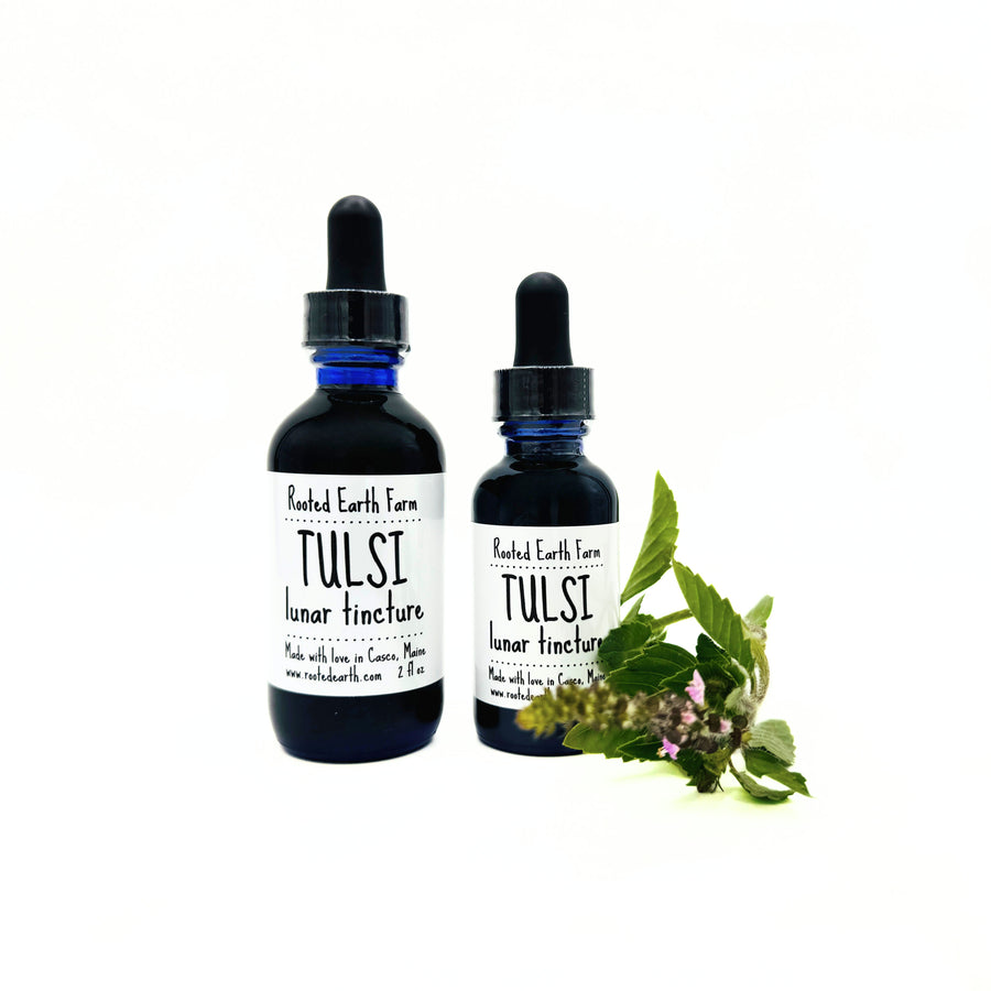 gluten free holy basil extract, tulsti extract