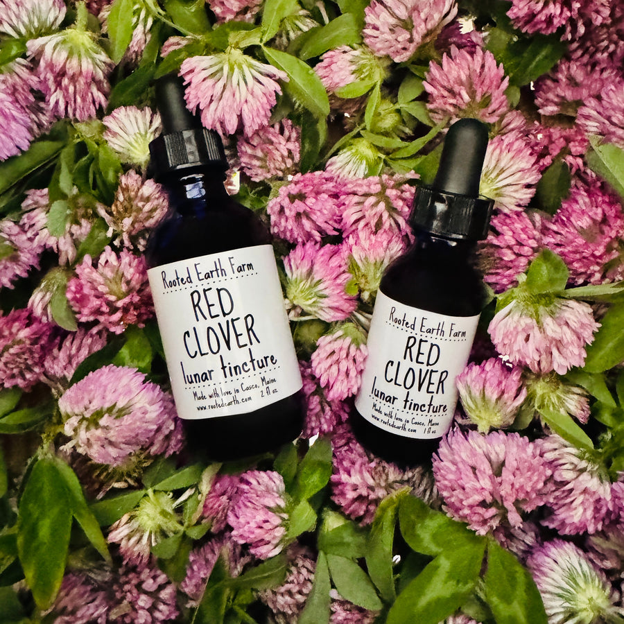gluten free red clover tincture